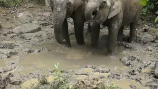 Království divočiny: Záhadné prameny