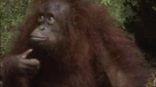 Království divočiny: Záhadné prameny