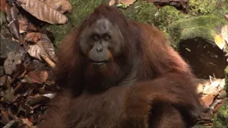 Království divočiny: Záhadné prameny