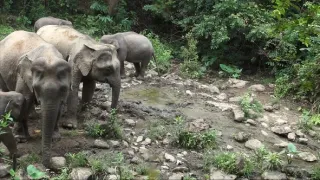 Království divočiny: Záhadné prameny