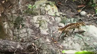 Království divočiny: Záhadné prameny