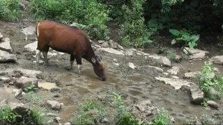 Království divočiny: Záhadné prameny