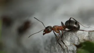 S Attenboroughom na Mravčom vrchu