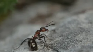 S Attenboroughom na Mravčom vrchu