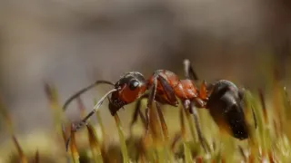 S Attenboroughom na Mravčom vrchu