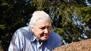 S Attenboroughom na Mravčom vrchu