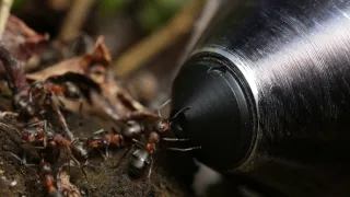 S Attenboroughom na Mravčom vrchu