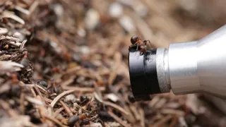 S Attenboroughom na Mravčom vrchu