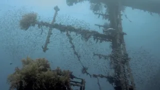 Rivali koralových útesov