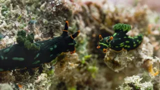 Pytačky vo svete zvierat (2/5)