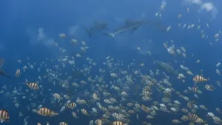 Pytačky vo svete zvierat (2/5)