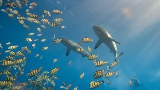 Pytačky vo svete zvierat (2/5)