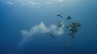 Pytačky vo svete zvierat (2/5)