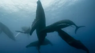 Pytačky vo svete zvierat (2/5)