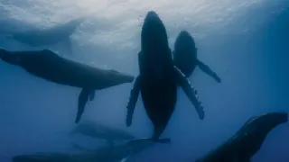 Pytačky vo svete zvierat (2/5)