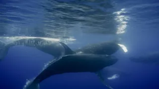 Pytačky vo svete zvierat (2/5)