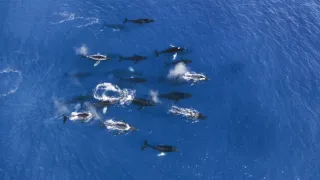 Pytačky vo svete zvierat (2/5)