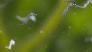 Pytačky vo svete zvierat (2/5)