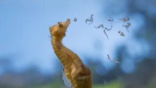 Pytačky vo svete zvierat (2/5)