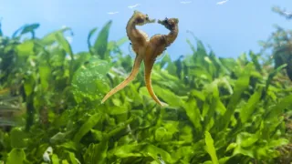 Pytačky vo svete zvierat (2/5)