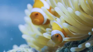 Pytačky vo svete zvierat (2/5)