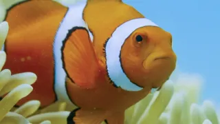 Pytačky vo svete zvierat (2/5)