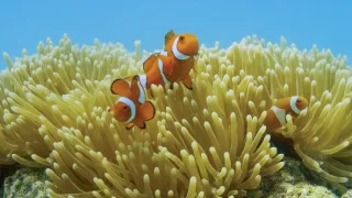 Pytačky vo svete zvierat (2/5)