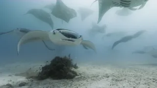 Pytačky vo svete zvierat (2/5)