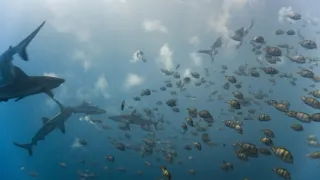 Pytačky vo svete zvierat (2/5)