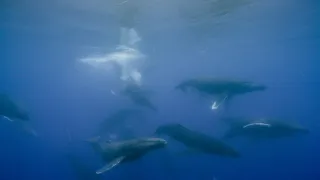 Pytačky vo svete zvierat (2/5)