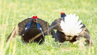 Zázračná planéta: Najskvelejší tanečníci prírody (2/2)