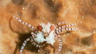 Zázračná planéta: Najskvelejší tanečníci prírody (2/2)