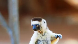 Zázračná planéta: Najskvelejší tanečníci prírody (2/2)