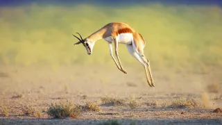 Zázračná planéta: Najskvelejší tanečníci prírody (2/2)