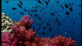 Život po dinosaurech