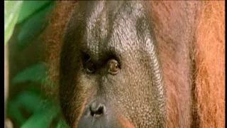 Život po dinosaurech