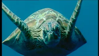 Život po dinosaurech