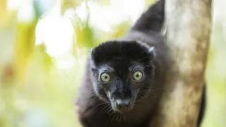 Zázračná planéta: Primáty (1/3)