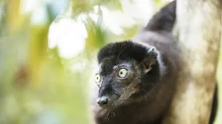 Zázračná planéta: Primáty (1/3)