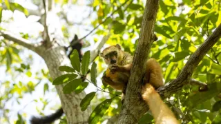 Zázračná planéta: Primáty (1/3)