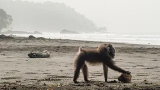 Zázračná planéta: Primáty (1/3)