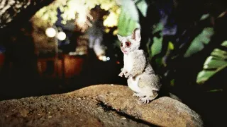 Zázračná planéta: Primáty (1/3)