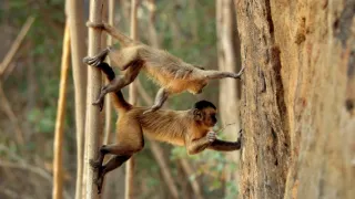 Zázračná planéta: Primáty (1/3)