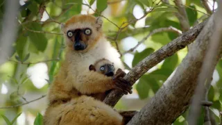 Zázračná planéta: Primáty (1/3)