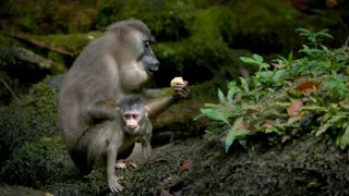 Zázračná planéta: Primáty (1/3)