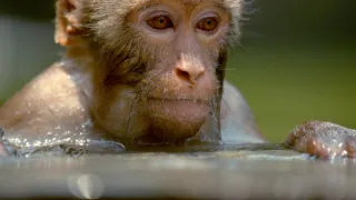 Zázračná planéta: Primáty (1/3)