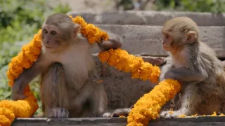 Zázračná planéta: Primáty (1/3)