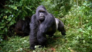 Zázračná planéta: Primáty (1/3)