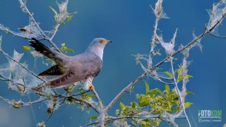 Návrat k ptačím jezerům