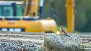 Návrat k ptačím jezerům